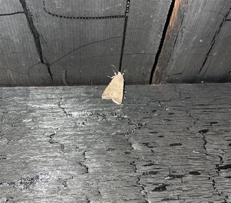 gosh you're so pretty hermit moth|In The Basement Of Hall Island .
